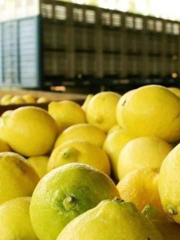 cn-limones a china