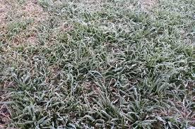 cn-heladas sin lluvias