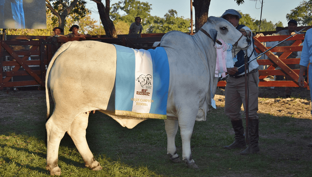 gran-campeon-hembra-brahman