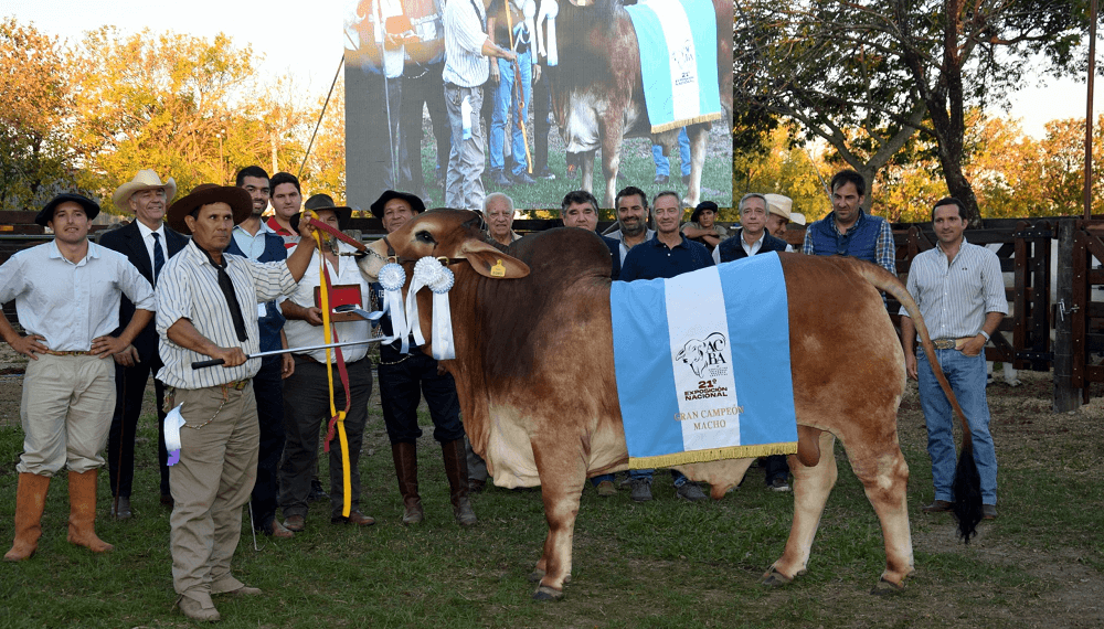 Gran-Campeon-Macho-brahman