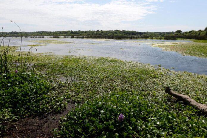 CN-Humedales-del-parana