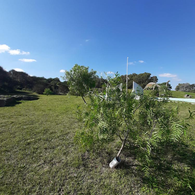 Plantacion de Aguaribay en Balcarce 