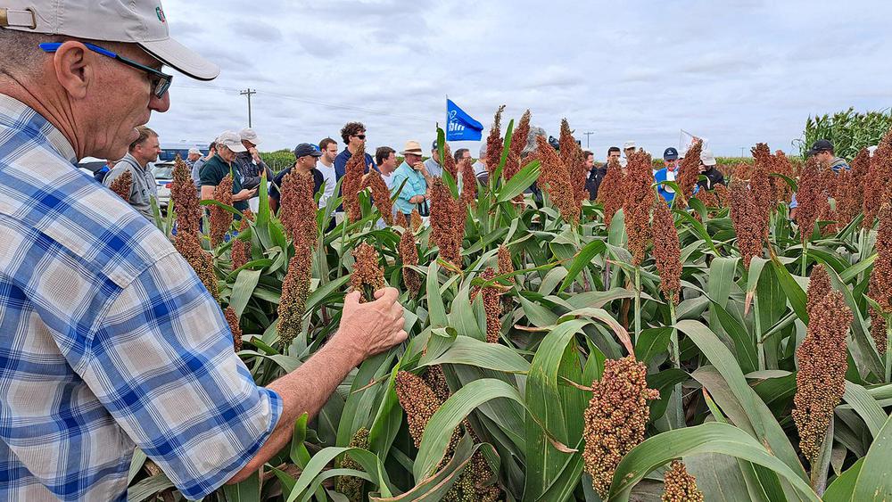 Sorgos RAGT Tobin Semillas