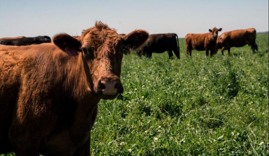 carne-agroecologica-