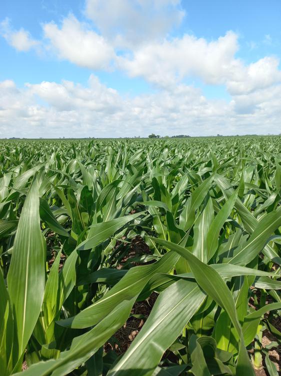 Maiz - Fierce RM - Bombal - Santa Fe