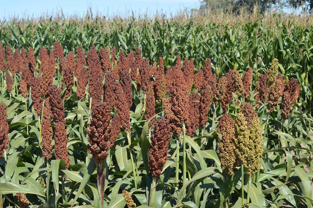 sorgo con tecnologia S Protect