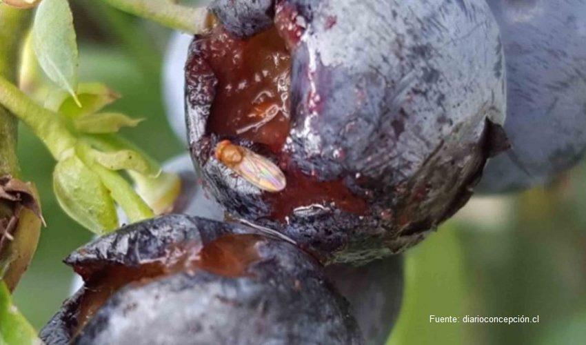 La Mosca De Alas Manchadas Es Una Amenaza Para Las Frutas Del Sur Argentino