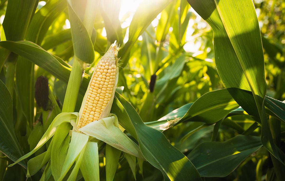 Maiz tratado con Denka