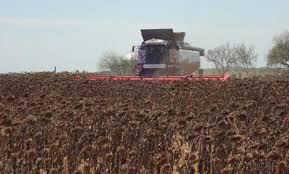 cn-cosecha girasol