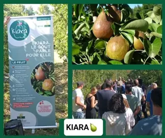 cn-pera kiara