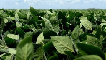 soja_autorizacion_crop1713894155578.jpg_1471664983