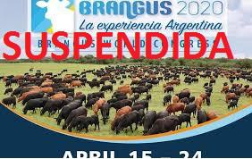 cn-brangus suspendida