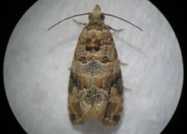 cn-polilla-gace
