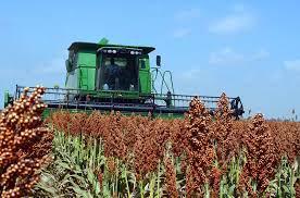 CN-SORGO COSECHA