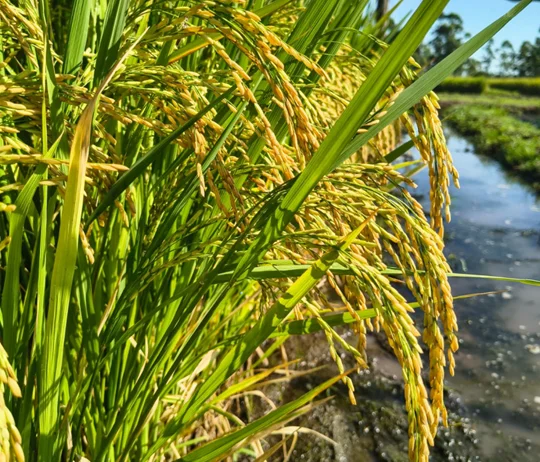 cn-arroz