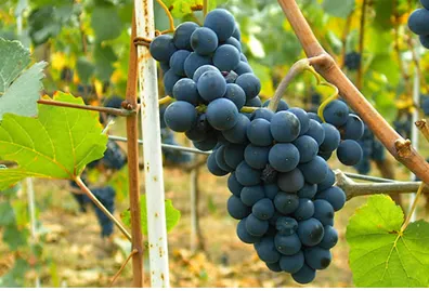 cn-pinot noir