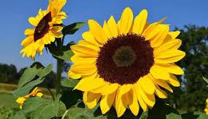 cn-girasol 32