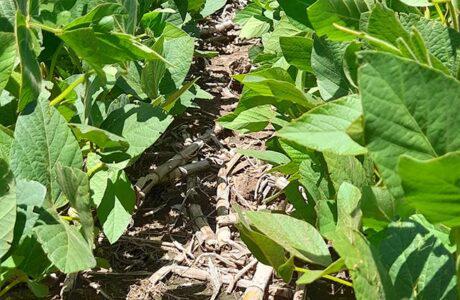 Gemmit-Top-1-web-460x300