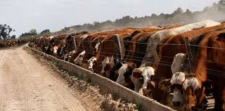 feedlot