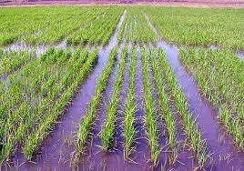 Arroz