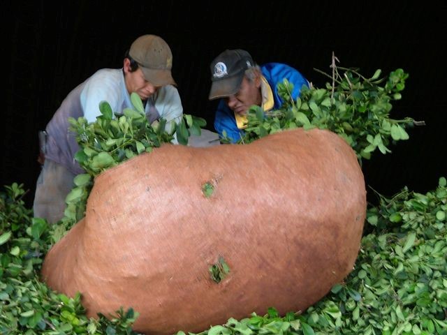 yerbateros