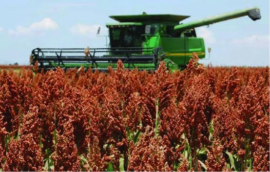 cose4cha sorgo