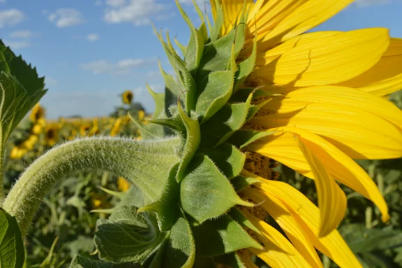 cn-girasol 1