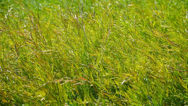 la_carinata_ventajas_ambientales