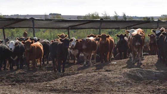 cn-vacas