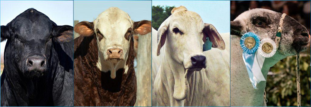 nacionales brangus1024x354