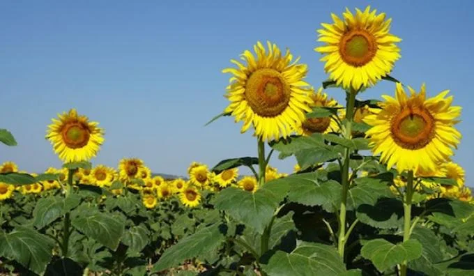 Siembra Girasol 