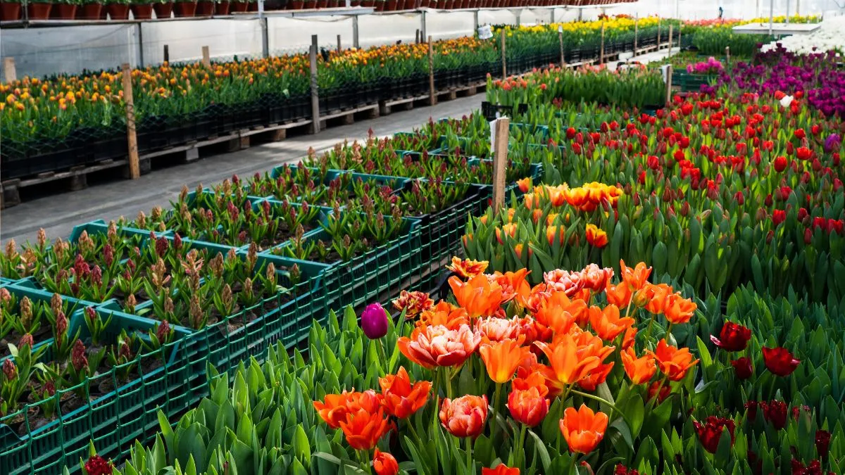 cn-FLORICULTURA