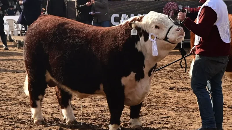 CN-HEREFORD