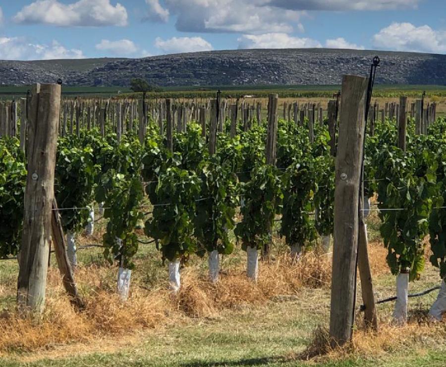 viticultura en Bs As