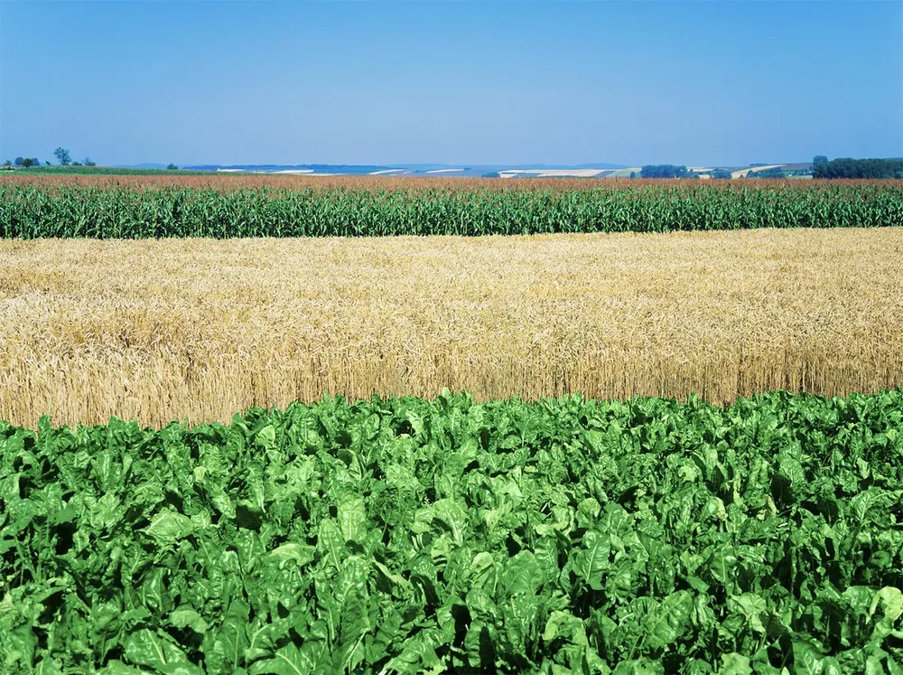 Ragt va por la mejora genética multiespecie