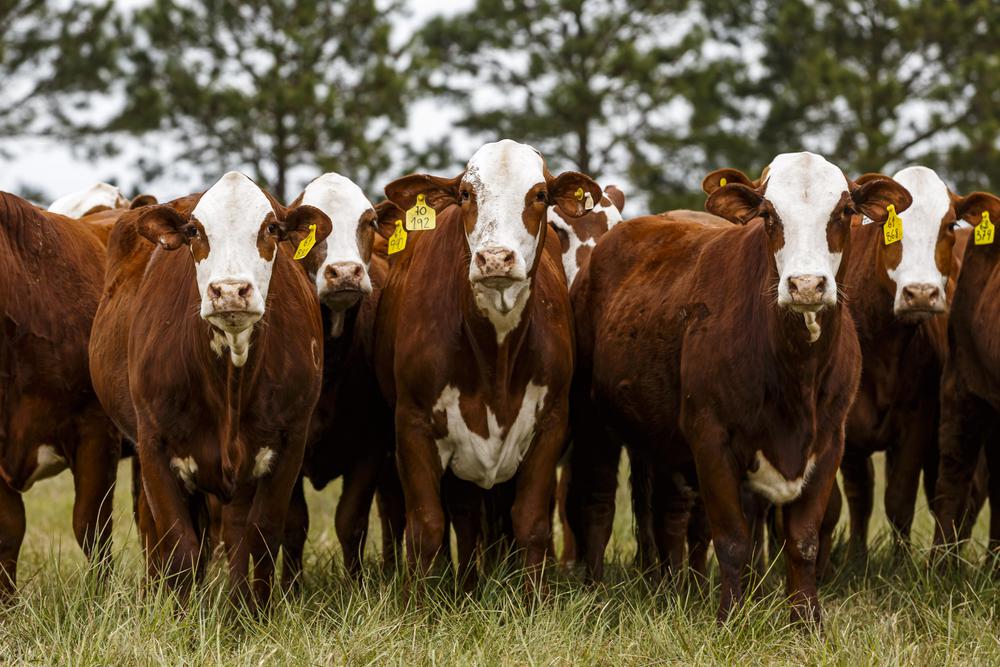 Créditos Foto - Asociación Braford Argentina