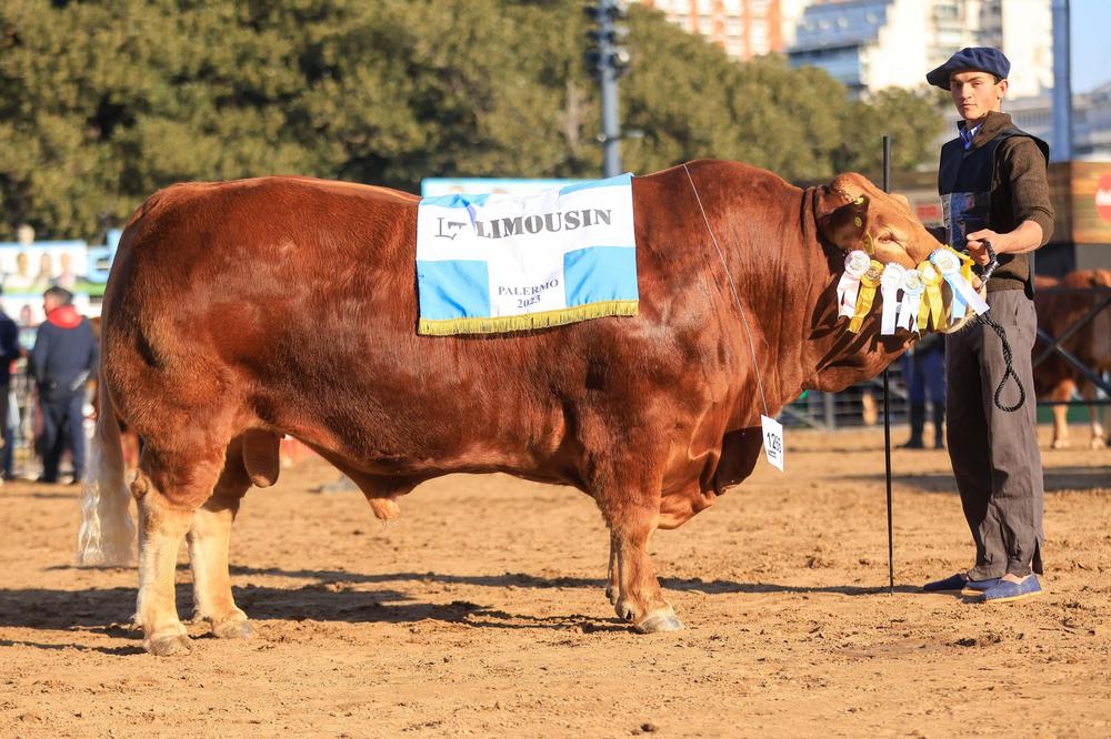 Palermo 2023 - Limousin - Lote 1266 - GCM
