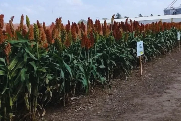 sorgo