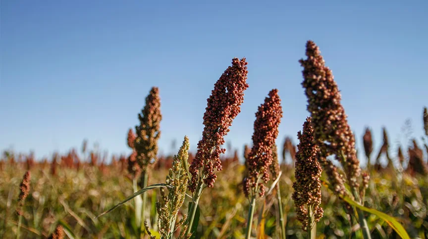cn .sorgo