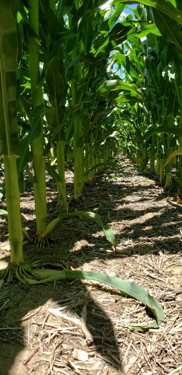 WhatsApp Image 2022-05-19 at 6.31.58 PM