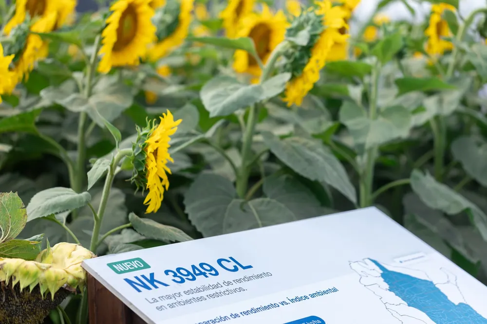 CN-GIRASOL1
