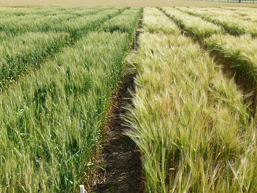 Ensayos de Trigo y cebada