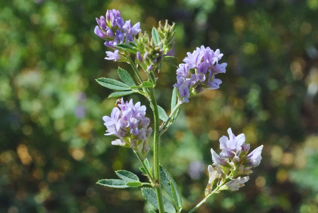 cn-alfalfa