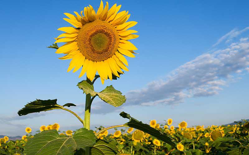 girasol