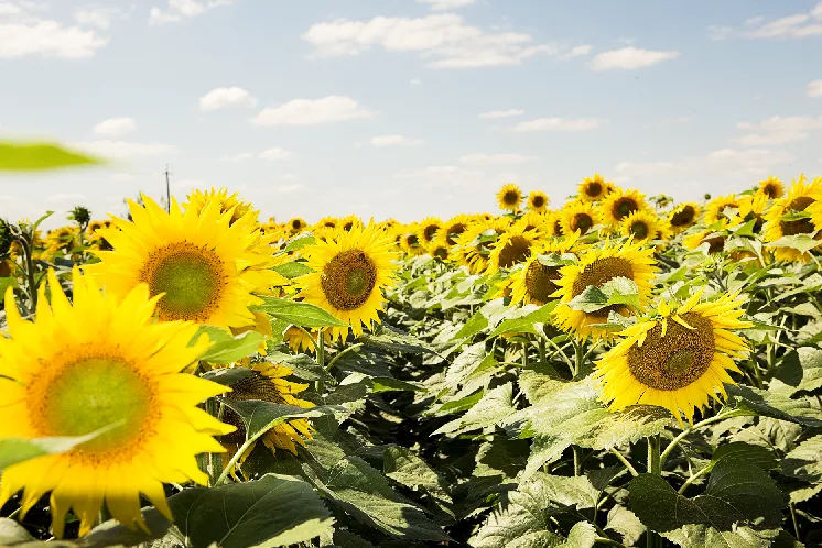 CN-GIRASOL 2