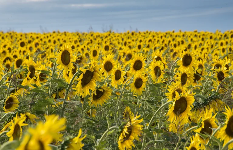 cn-girasoles