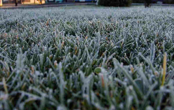 CN-HELADAS-TARDIAS-TRIGO-