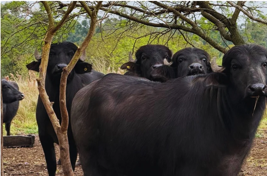 Bubalinos 