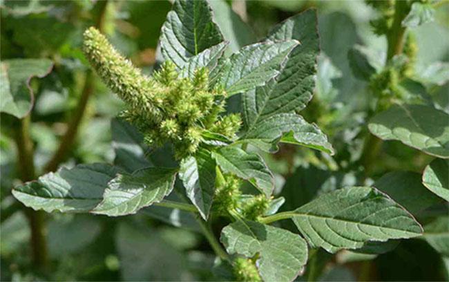 YuyoColorado-Verde-w