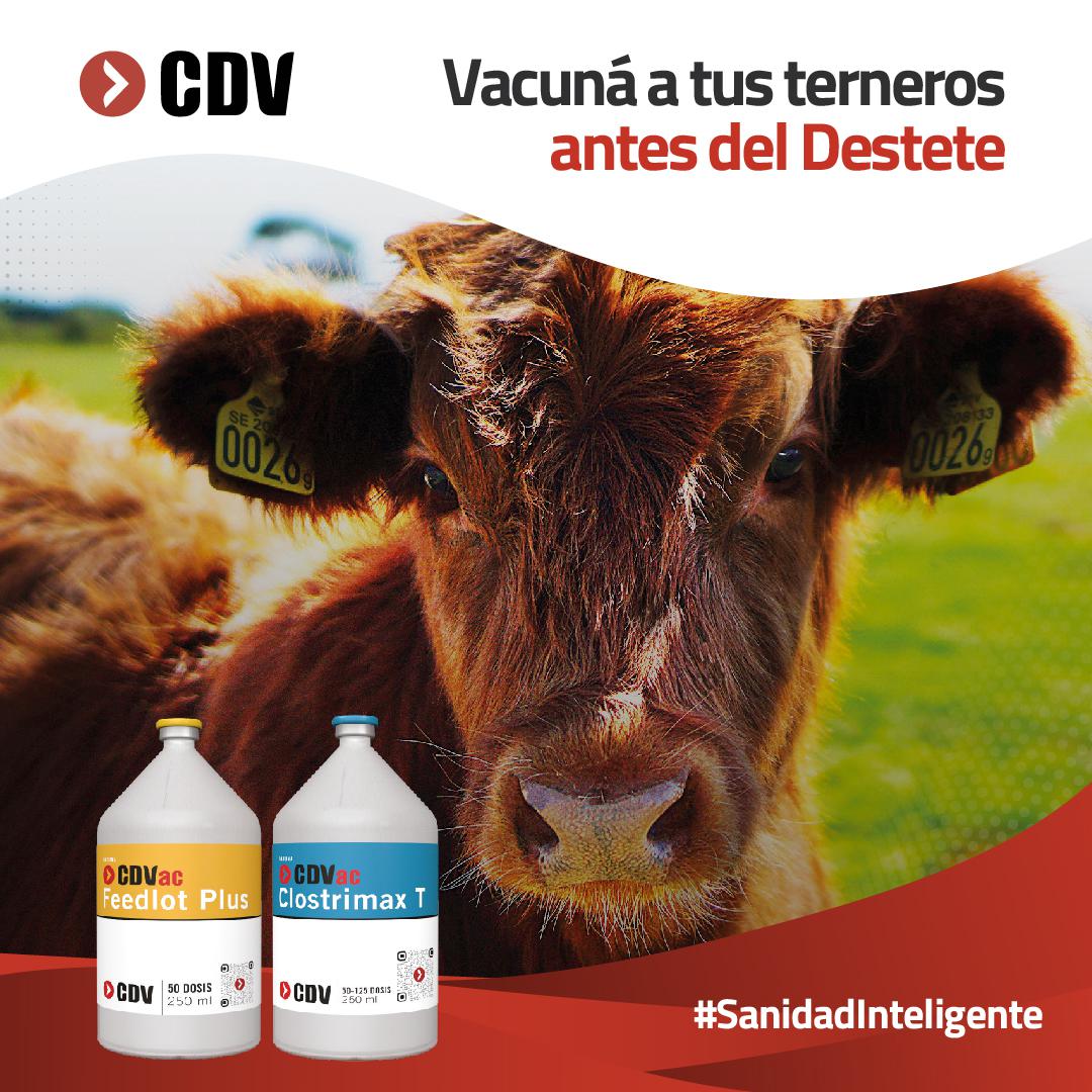 Copia de Copia de Aviso Digital CDVac Destete